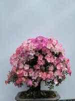 IMG_6817.jpeg