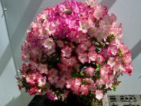 IMG_6814.jpeg