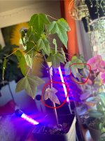 IMG_3733.jpeg