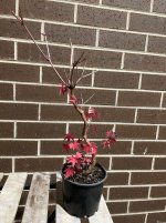 IMG_6487.jpeg