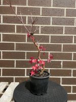 IMG_6488.jpeg
