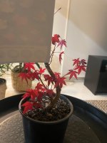 IMG_6495.jpeg