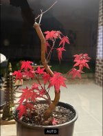 IMG_6501.jpeg