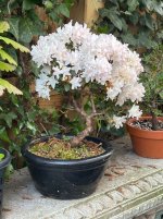 IMG_0098.jpeg