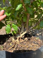 IMG_1618.jpeg