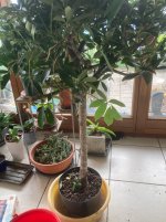 IMG_4389.jpeg