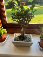IMG_3733.jpeg