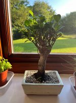IMG_3734.jpeg