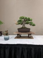 PXL_20250523_171449196.jpg