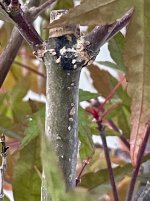 IMG_8393.jpeg