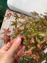 IMG_8396.jpeg