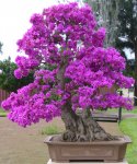 The-Most-Beautiful-And-Unique-Bonsai-Trees-In-The-World-homesthetics-46.jpg
