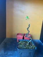 IMG_2141.jpeg