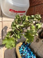 IMG_5969.jpeg