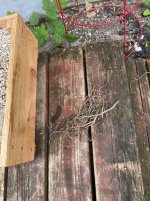 IMG_4183.jpeg