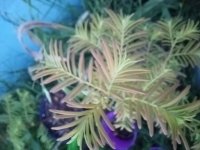 20250610_054231.jpg