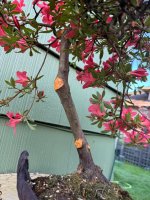 IMG_6032.jpeg