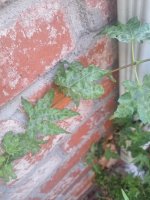 IMG_20250615_164823.jpg