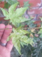 IMG_20250615_180756.jpg