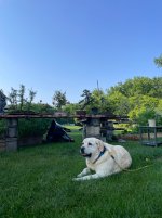 IMG_8668.jpeg