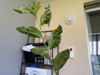 IMG_0270.jpeg