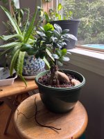IMG_1163.jpeg