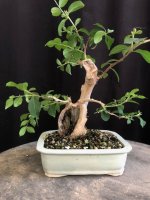 crepe myrtle 22Jun25 1.jpg