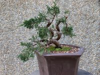 Juniper#1_22'04_1F.jpg