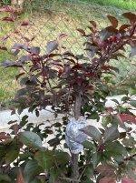 IMG_4329.jpeg