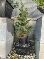 IMG_4323.jpeg