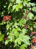 IMG_4767.jpeg