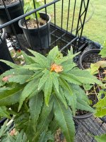 IMG_4101.jpeg