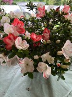 IMG_3620.jpeg