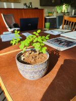 Bonsai 1.jpg