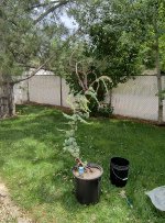 IMG_20250715_142829836_HDR.jpg