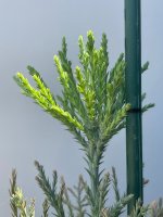 IMG_2486.JPG