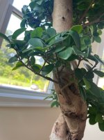 IMG_6105.jpeg