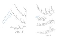 scale-juniper.png