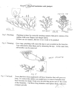 refining-scale-juniper.png