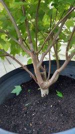 2nd airlayer separated and planted.jpg