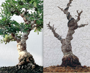 hartinez-elm.png