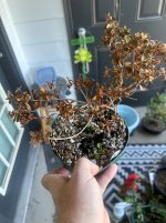 IMG_9215.jpeg