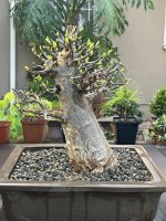 Baobab.jpg