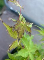 IMG_5922.jpeg