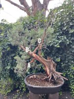 IMG_1367.jpeg