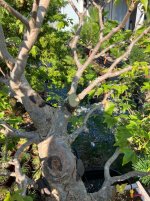 IMG_4320.jpeg