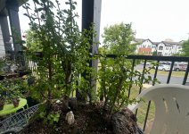 IMG_9290.jpeg