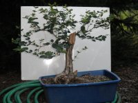 Honeysuckle.jpg