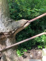 IMG_3650.jpeg