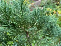 IMG_1242.jpeg